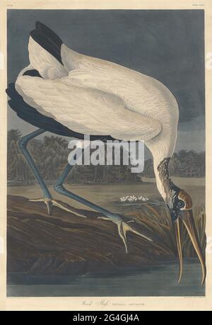 Wood Ibis, 1834. Stockfoto