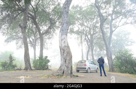 Nyawutsi versteckt sich auf der S50. Straße, Kruger Park, Südafrika Stockfoto