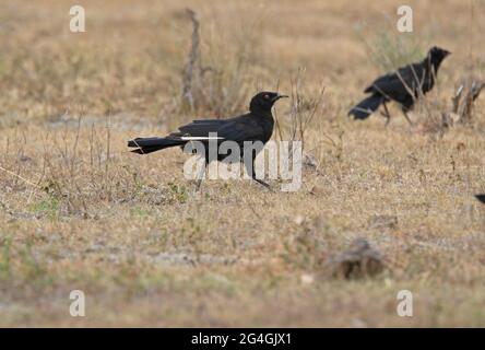 Weißflügeliger Chough (Corcorax melanorhamphos), der durch das Grasland im Südosten von Queensland, Australien, wandert Dezember Stockfoto