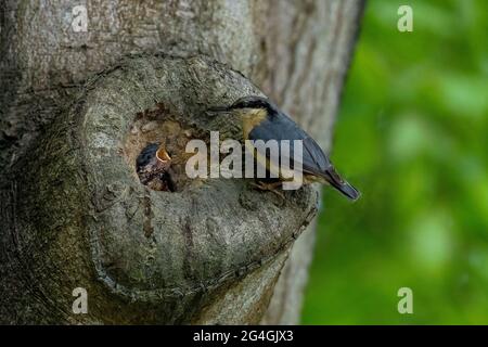 Adulter Nuthatch-Sitta europaea füttert Küken am Nestplatz. Stockfoto