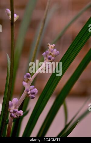 Foto der blühenden Pflanze Ophiopogon japonicus Stockfoto