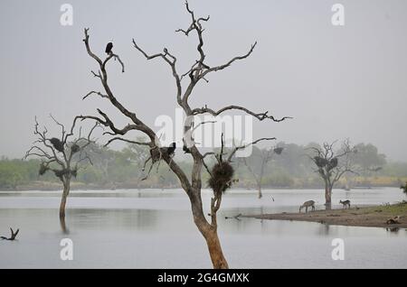 Zwei Fischadler sitzen in einem toten Baum im Grootvlei-Staudamm, Kruger Park, Südafrika Stockfoto