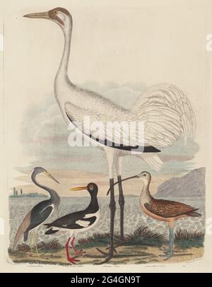 Louisiana Heron, Pied Oyster-Catcher, Hooping Crane und Long-Billed Curlew, veröffentlicht 1808-1814. Stockfoto