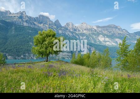 Einzelner Baum auf einer blühenden Wiese mit bewölktem Himmel und Berg im Hintergrund. Natur Hintergrund Stockfoto