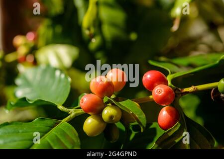 Rote Kaffeebeeren auf der Pflanze in Nahaufnahme mit grünen Blättern Hintergrund. Stockfoto