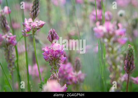 Nahaufnahme einer blühenden Sainfoin-Blüte (Onobrychis Vicifolia). Sainfoin ist eine mehrjährige Futter- und Honigpflanze der Familie der Hülsenfrüchte Stockfoto