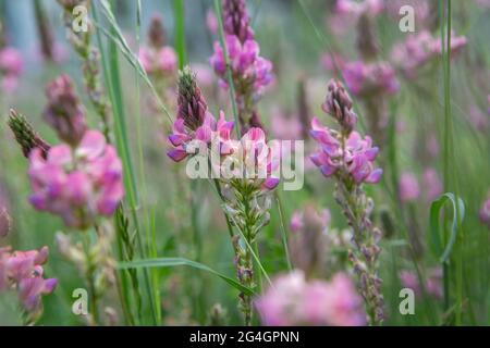 Nahaufnahme einer blühenden Sainfoin-Blüte (Onobrychis Vicifolia). Sainfoin ist eine mehrjährige Futter- und Honigpflanze der Familie der Hülsenfrüchte Stockfoto