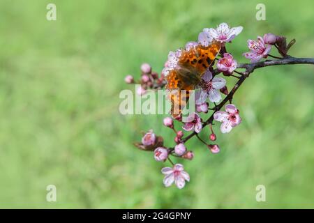 Schöner Schmetterling auf Kirschblütenzweig im Frühling. Natur Hintergrund. Weichfokus Stockfoto
