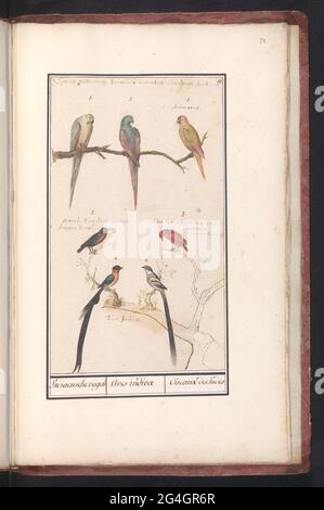 Blatt mit sieben tropischen Vögeln; Indiaensche Vogels / Aves Indicae / Oiseaux des Indes. Blatt mit sieben verschiedenen tropischen Vögeln. Oben drei brasilianische Papageien, in der Mitte zwei kleinere Vögel, unten links ein Schmalschwanzparadies wida und rechts eine Koningswida. Rechts oben nummeriert: 19. Teil des zweiten Albums mit Zeichnungen von Vögeln. Viertes von zwölf Alben mit Zeichnungen von Tieren, Vögeln und Pflanzen aus der Zeit um 1600, angefertigt von Kaiser Rudolf II. Mit Erklärung auf Niederländisch, Latein und Französisch. Stockfoto