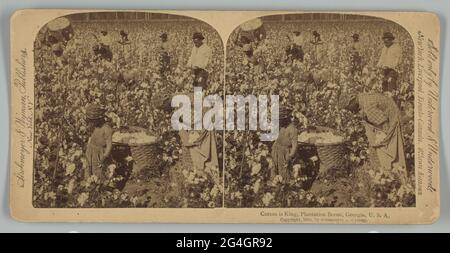 Ein Stereograph mit dem Titel „Cotton is King, Plantation Scene, Georgia, U. S. A.“, gedruckt von Strohmeyer &amp; Wyman. Die Silbergelatine-Drucke zeigen eine Gruppe nicht identifizierter afroamerikanischer Männer, Frauen und Kinder, die auf einem Feld Baumwolle pflücken. Ein großer Korb aus Baumwolle steht im Vordergrund zwischen einem Kind und einer Frau, die sich über das Pflücken von Mollen gebeugt und sie in einen großen Sack gelegt hat, der um ihre Schultern geschlungen ist. Ein Mann im linken Hintergrund ist zu sehen, der einen vollen Korb mit Baumwollbollen auf seinem Rücken trägt. Der Name des Herausgebers ist links und rechts mit dem Titel und dem Copyright gedruckt Stockfoto