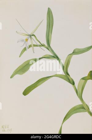 White Epidendrum (Epidendrum nocturnum), 1919. Stockfoto