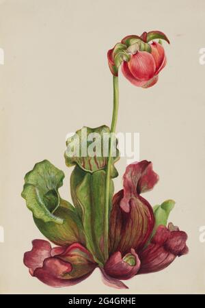 Gewöhnliche Pitcherpflanze (Sarracenia purpurea venosa), 1931. Stockfoto