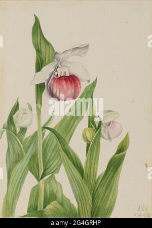 Showy Lady's Slipper (Cypripedium reginae), 1924. Stockfoto