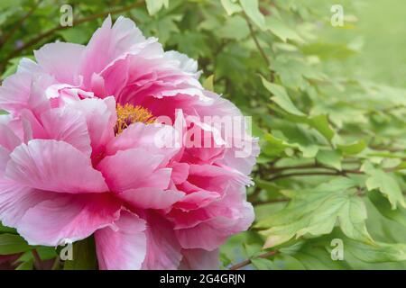 Nahaufnahme der schönen rosa Pfingstrose Blume im Frühlingsgarten. Makro Rosa Pfingstrose. Schöne florale Hintergrund. Naturkonzept Stockfoto