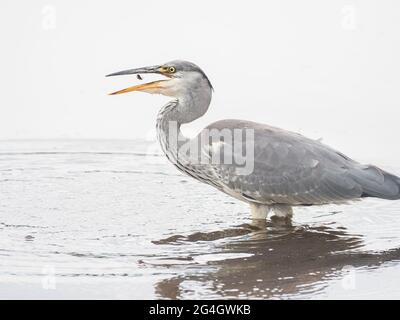 Heron wird Minnow, Wales, bald schlucken Stockfoto