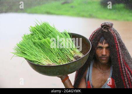 DHANKA TADVI STAMM. Bauern, die Reissetzlinge tragen, um am Monsun zu Beginn auf dem Feld zu Pflanzen. Satapuda Hills, in der Nähe von Molagi Village in Nandurbar, M Stockfoto