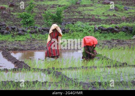 DHANKA TADVI STAMM. Frauen und Bauern pflanzten Reis auf dem feuchten Feld zu Beginn des Monsuns. Satapuda Hills, in der Nähe von Molagi Village in Nandurbar, Maharas Stockfoto