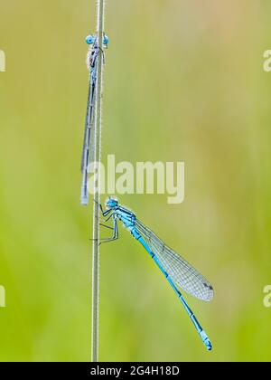 Aberystwyth, Ceredigion, Wales, Großbritannien. Juni 2021. An einem warmen Sommerabend mitten in Wales brüten zwei azurblaue Damselflys auf einem Grashalm für die Nacht. Quelle: Phil Jones/Alamy Live News Stockfoto