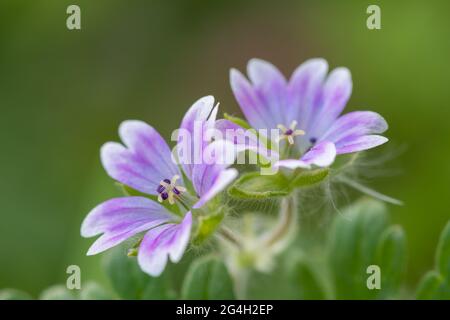 Makroaufnahme von Tauben Fuß Geranie (Geranium molle) Blühende Blumen Stockfoto