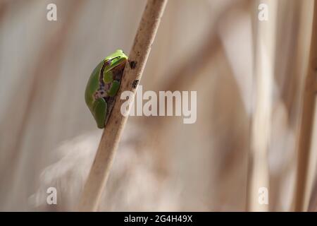 Baumfrosch Hyla meridionalis sitzt auf Ansturm Stockfoto