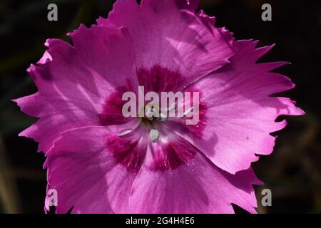 Rosa Dianthus, Nahaufnahme, zeigt das Staubgefäß, bestehend aus dem Filament mit dem Anther an der Spitze.wächst in einem Somerset-Garten. Stockfoto