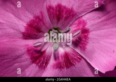 Rosa Dianthus, Nahaufnahme, zeigt das Staubgefäß, bestehend aus dem Filament mit dem Anther an der Spitze.wächst in einem Somerset-Garten. Stockfoto