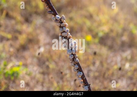 So viele Schnecken sitzen auf dem Busch Stockfoto