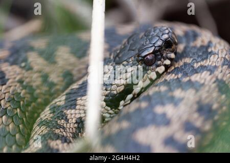 Gewöhnlicher europäischer Adder Vipera berus im Porträt in Nahaufnahme Stockfoto