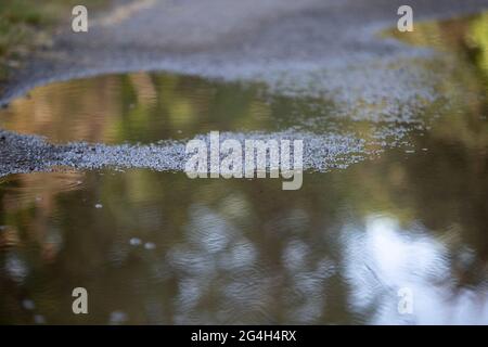 Wasserpfütze auf einem Schotterweg Stockfoto
