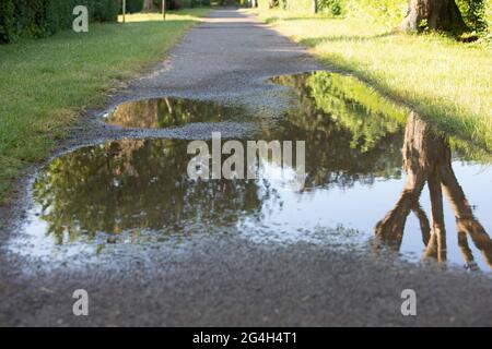 Wasserpfütze auf einem Kiesweg, Spiegelung eines Baumes Stockfoto
