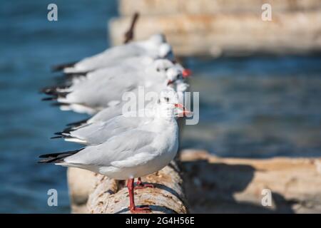 Eine Reihe von Möwen liegt auf einem alten Seebrücke. Möwen ruhen auf dem Wellenbrecher. Die europäische Heringsmöwe, Larus argentatus Stockfoto