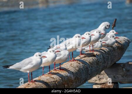 Eine Reihe von Möwen liegt auf einem alten Seebrücke. Möwen ruhen auf dem Wellenbrecher. Die europäische Heringsmöwe, Larus argentatus Stockfoto