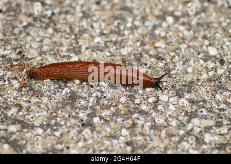 Die spanische Schnecke breitet sich in ganz Europa aus und ist eine invasive Schädlingsbekämpfungsmittel in Feldern und Gärten. Sie kommt wahrscheinlich nicht aus Spanien. Nahaufnahme. Stockfoto