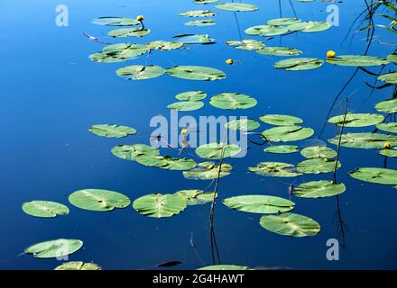 Gelbe Seerose -Wasserpflanze mit ovalen, schwimmenden Blättern im Sommer Stockfoto