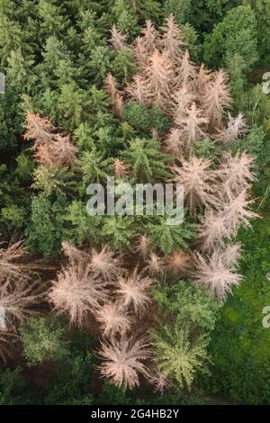 Liebstadt, Deutschland. Juni 2021. Fichten befallen durch den Rindenkäfer in einem Wald am Rande der Sächsischen Schweiz. (Luftaufnahme mit Drohne) Quelle: Sebastian Kahnert/dpa-Zentralbild/dpa/Alamy Live News Stockfoto