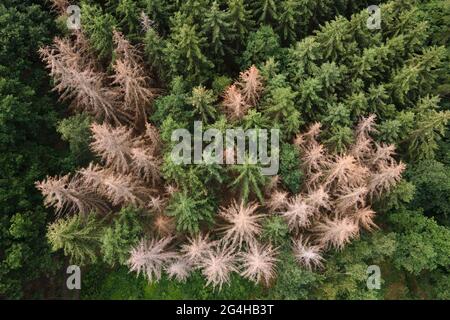 Liebstadt, Deutschland. Juni 2021. Fichten befallen durch den Rindenkäfer in einem Wald am Rande der Sächsischen Schweiz. (Luftaufnahme mit Drohne) Quelle: Sebastian Kahnert/dpa-Zentralbild/dpa/Alamy Live News Stockfoto