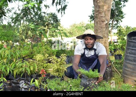 Ein afrikanischer Bauer, der auf einem Ackerland arbeitet Stockfoto