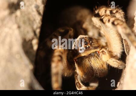 Wolfsspinne, Tarantula (Lycosa singoriensis) in seiner Wohnung. Tarantula in einem Loch. Stockfoto