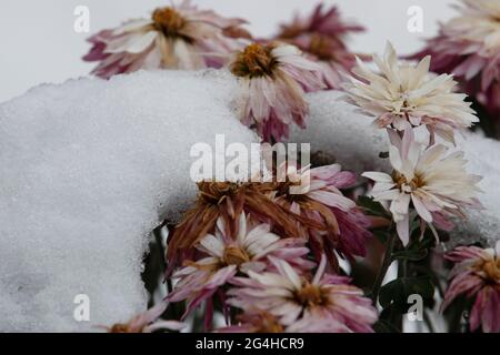 Chrysanthemen mit Schnee bedeckt. Erster Schnee. Früher Winter. Stockfoto