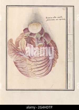 Weißkohl (brassica oleracea); Weißkohl. / Brassica Alba Sessilis. Glomerata aut capitata. / Choux Blanc .. Weißkohl (etwas violett gefärbt, aber kein Rotkohl). Oben rechts nummeriert: 149. Mit dem Kohl die lateinischen Namen. Teil des zweiten Albums mit Zeichnungen von Blumen und Pflanzen. Neuntes von zwölf Alben mit Zeichnungen von Tieren, Vögeln und Pflanzen aus der Zeit um 1600, angefertigt von Kaiser Rudolf II. Mit Erklärung auf Niederländisch, Latein und Französisch. Stockfoto