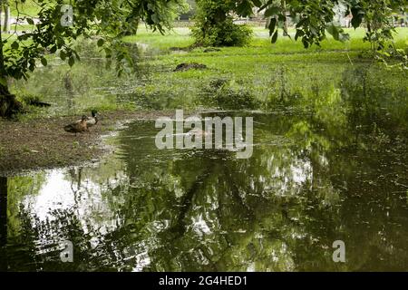 Öffentlicher Park, der von Regen durchnässt ist. Wasser protokolliert Park.Wet Bänke. Park gefüllt mit Wasser nach Regen.leeren Park nach starkem Regen. Stockfoto