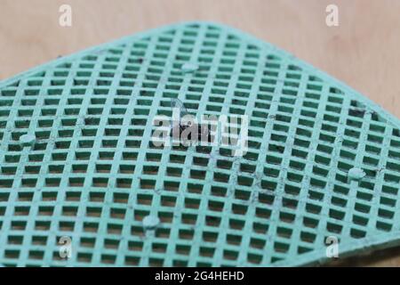 Fliegen Sie schwatter mit einer Fliege. Tote Fliege steckenbleibt auf einem Fliegenschwatter. Stockfoto