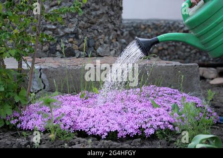 Schöne Blumen Pink Phlox subulata. Frühlingsblumen. Blumen gießen. Speicherplatz kopieren. Stockfoto