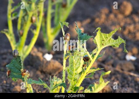 Colorado Käfer fressen Kartoffelblätter. Parasiten zerstören eine Ernte auf dem Feld. Stockfoto