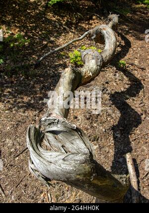 Ein Baumstamm im Wald wird als Schraube verdreht Stockfoto