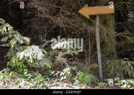 Ein Holzpfeil auf einem Stock zeigt die Richtung eines Pfades in einem dichten Wald an Stockfoto