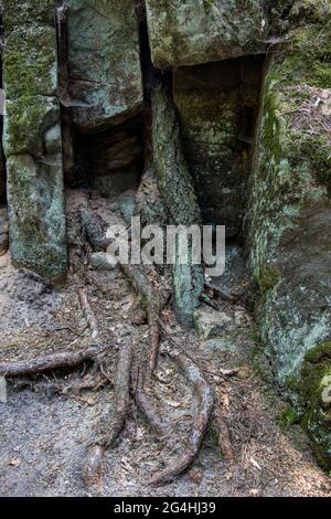 Baumwurzeln zwischen Felsen durchsetzt Stockfoto