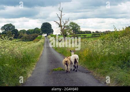 Schafe wandern auf einsamer Landstraße in der Nähe von Hexham Northumberlandtwo Stockfoto