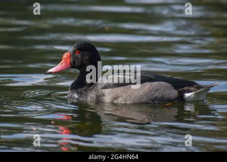 Männliche Rosy-billed pochard (Netta peposaca), am lago de las regatas See, Buenos Aires Stockfoto