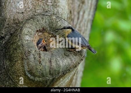 Adulter Nuthatch-Sitta europaea füttert Küken am Nestplatz. Stockfoto